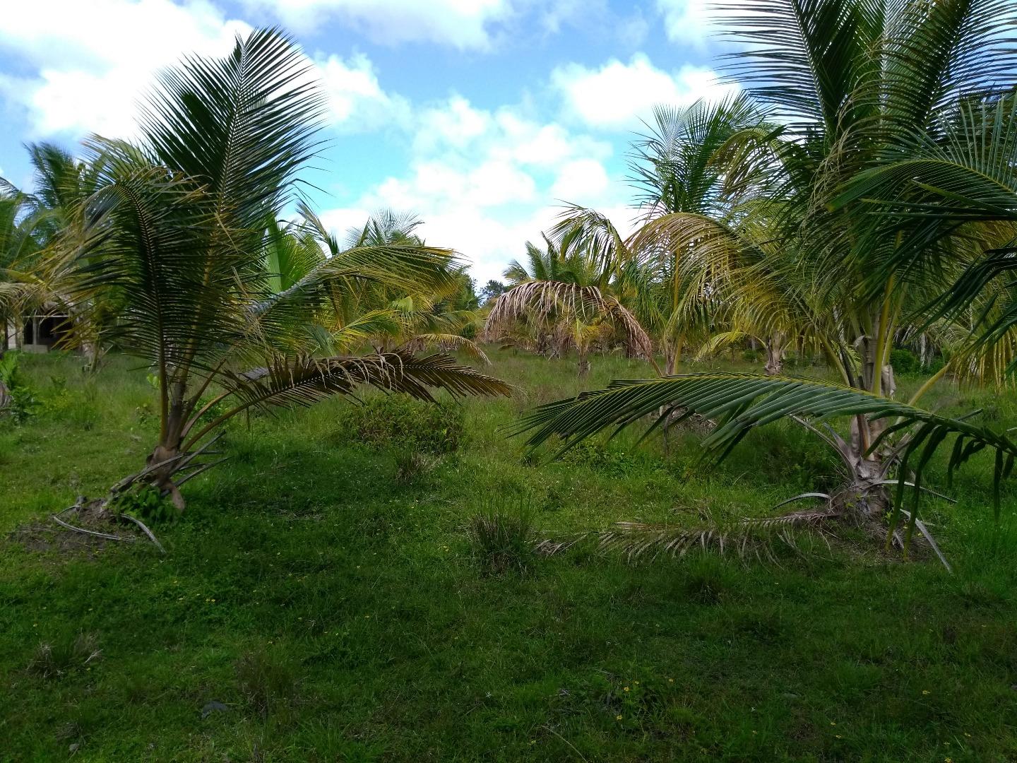 Young Hybrid Coconut Farm — photo 3