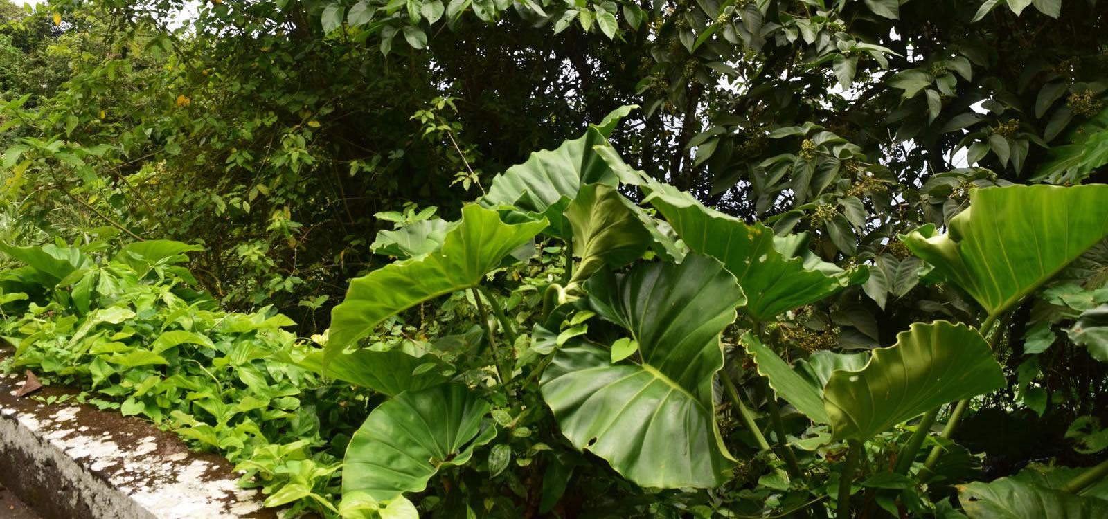 1-acre land in Upper Hell's Gate, Saba — photo 2