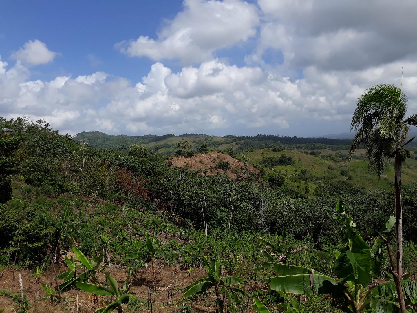 Former Cocoa And Coffee Farm — photo 1