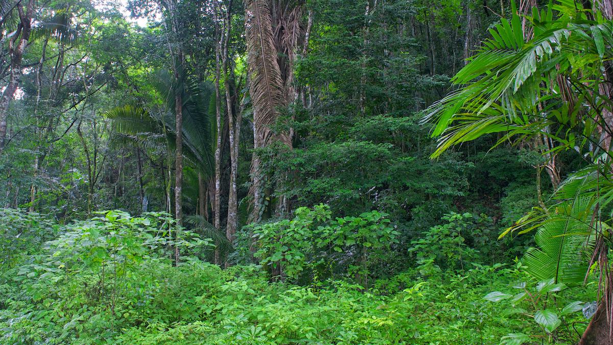 0.61-Acre Rainforest Lot 71 in Better In Belize — photo 3