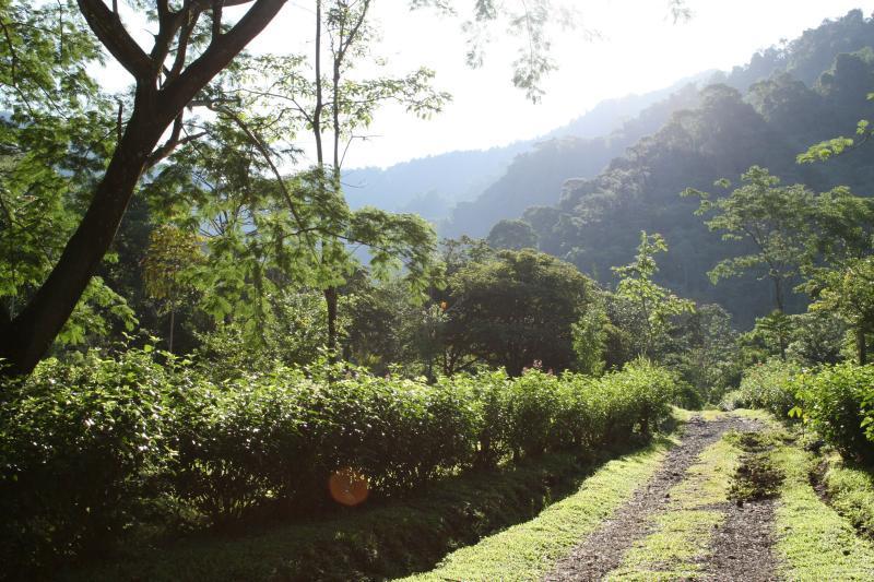 607 Hectare Rainforest Estate — photo 4