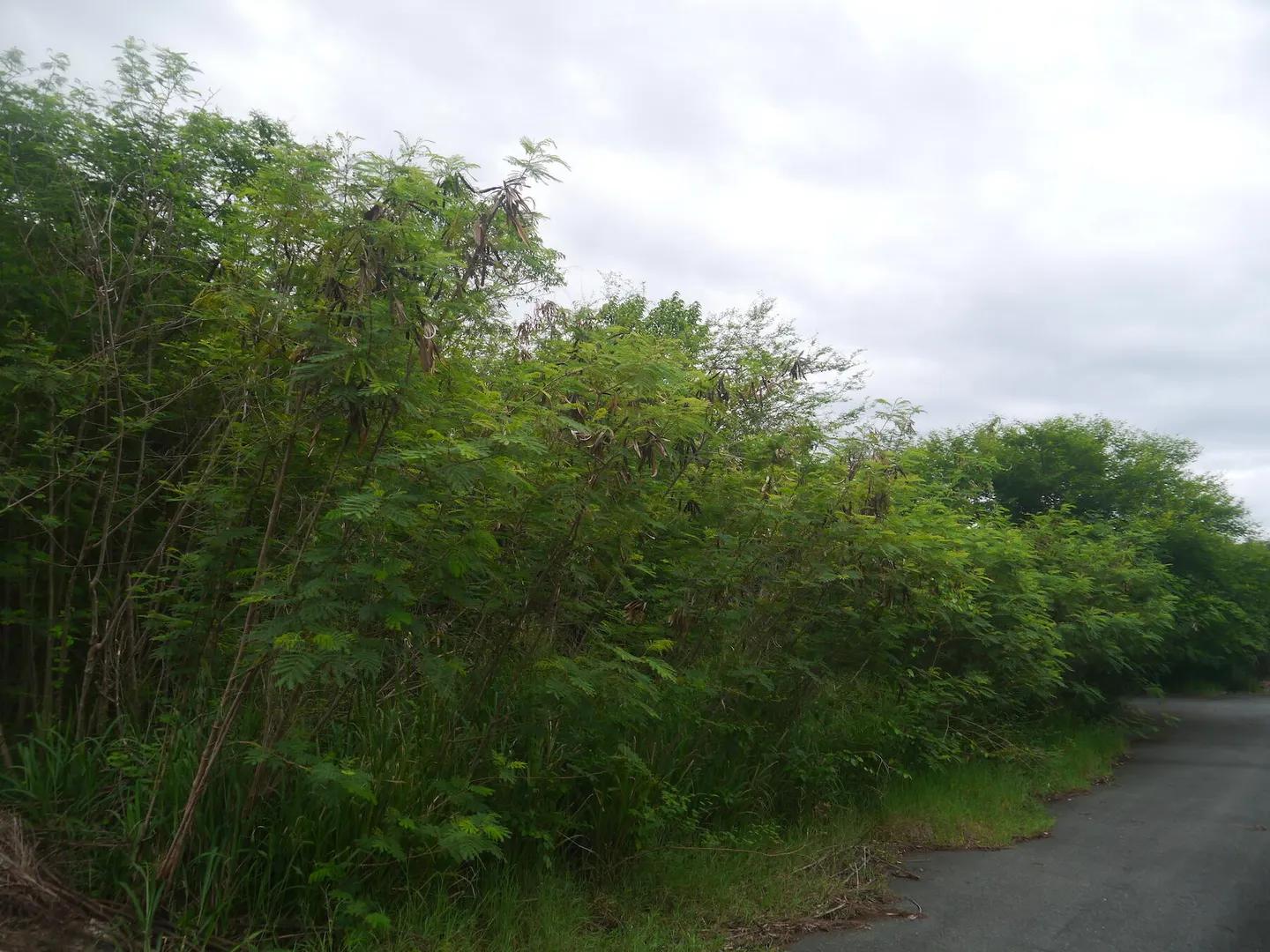 0.52 Acre Homesite Lot in St. Croix — photo 2