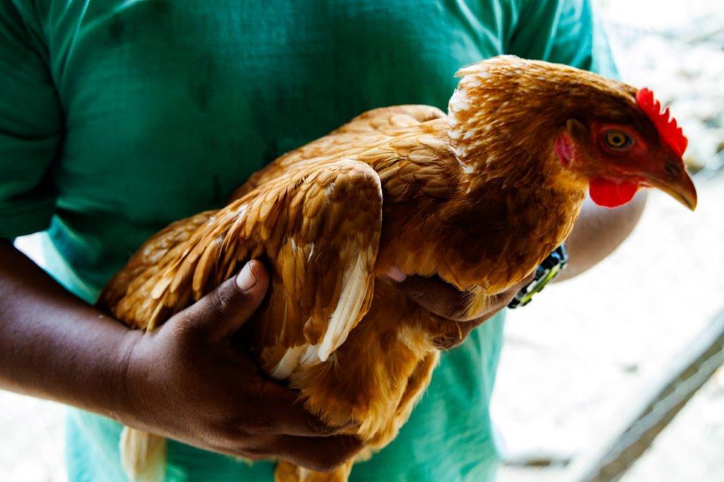 Gentleman's Retreat Farm — photo 4