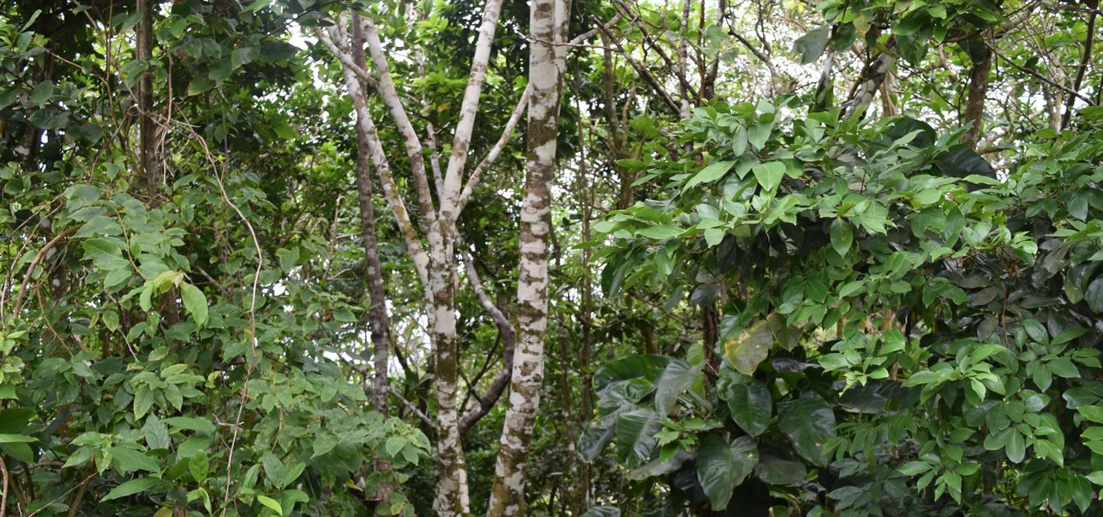 1-acre land in Upper Hell's Gate, Saba — photo 1