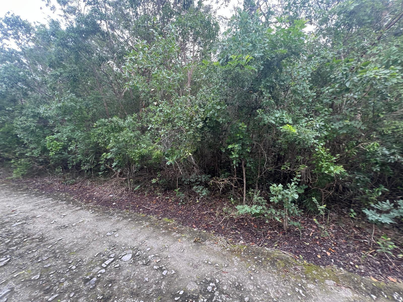 DOLPHIN ROAD — photo 2