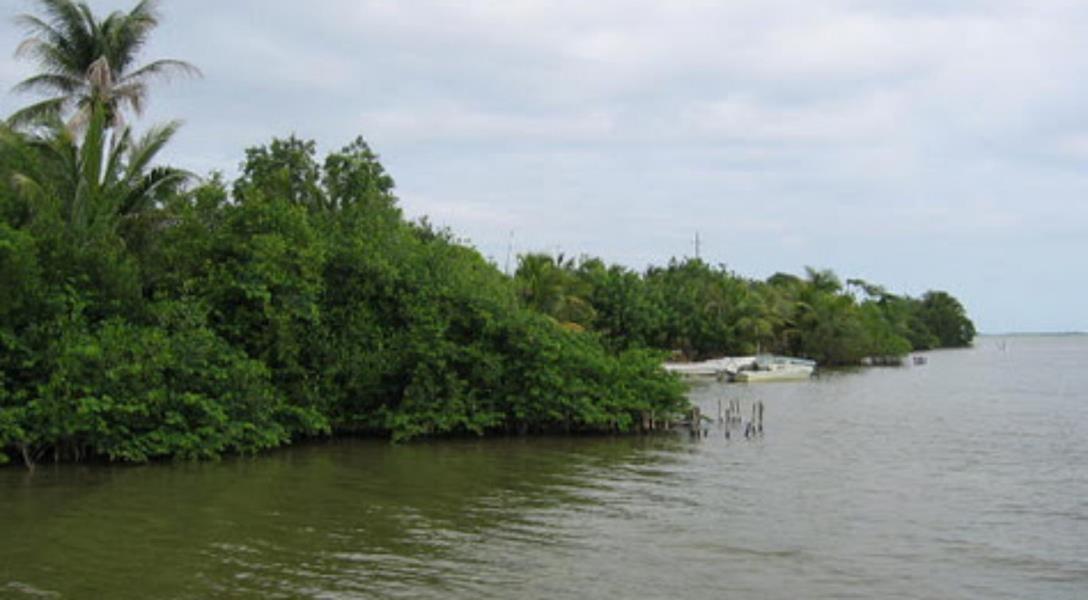 Beachfront land, 100 acres at Colson Point, Dangriga — photo 3