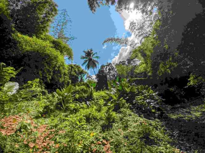 44 Acre Development Land with River Access, Jamaica — photo 5