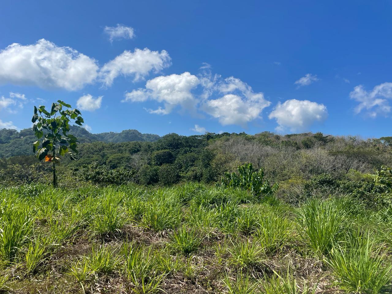 8,722 Sq M Lot for Sale, Cabuya, Santa Teresa, Puntarenas, Costa Rica — photo 4