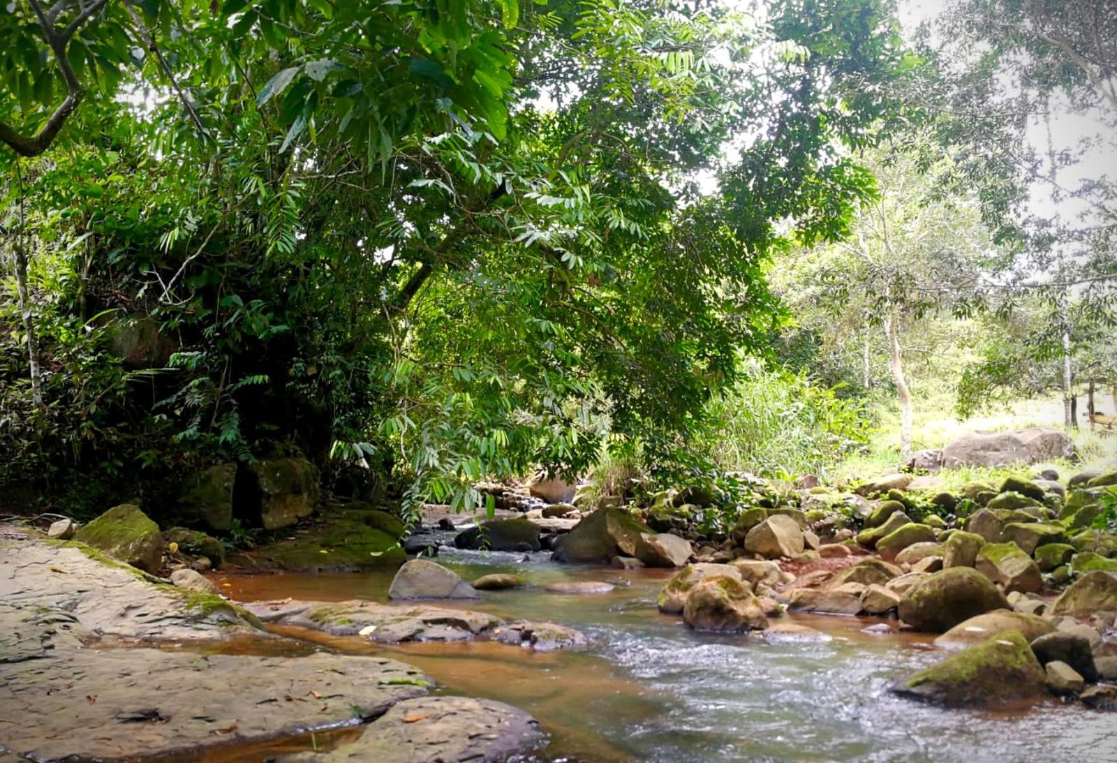 74 Acres of Farm for Sale in Platanillo, Costa Rica — photo 4