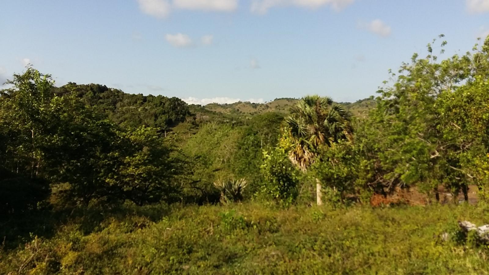 Cattle Farming Land in Sabaneta — photo 2