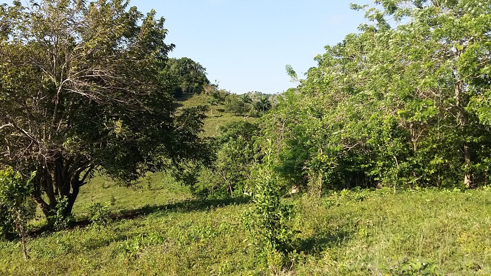 Cattle Farming Land in Sabaneta — photo 1