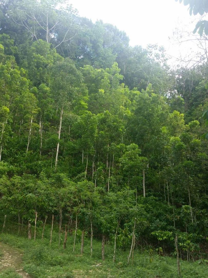 Mixed Farming Cocoa-Honduran Mahogany-Cattle Farm — photo 1