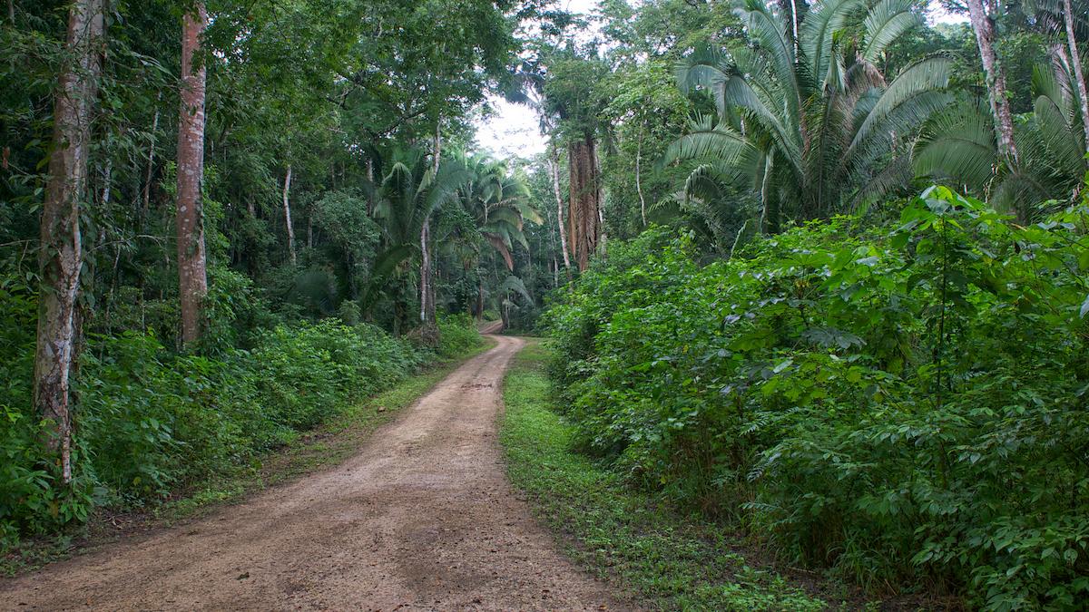0.61-Acre Rainforest Lot 71 in Better In Belize — photo 2