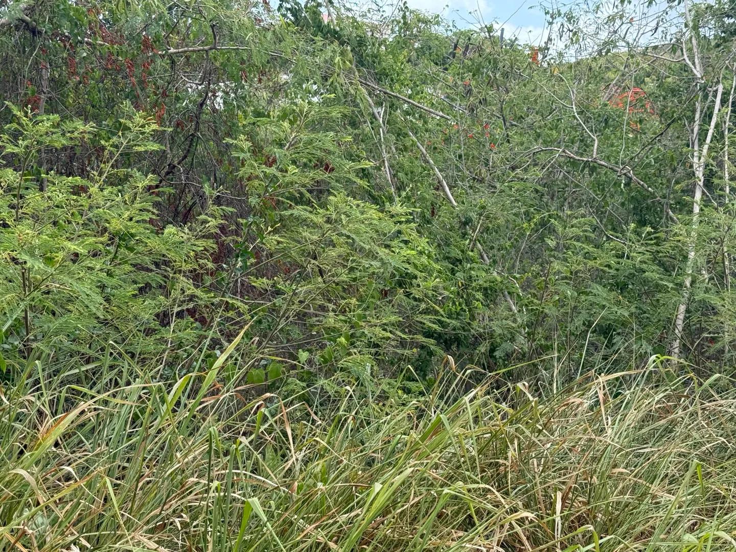 1 Acre Homesite Lot with Sea Views in St. Croix — photo 5