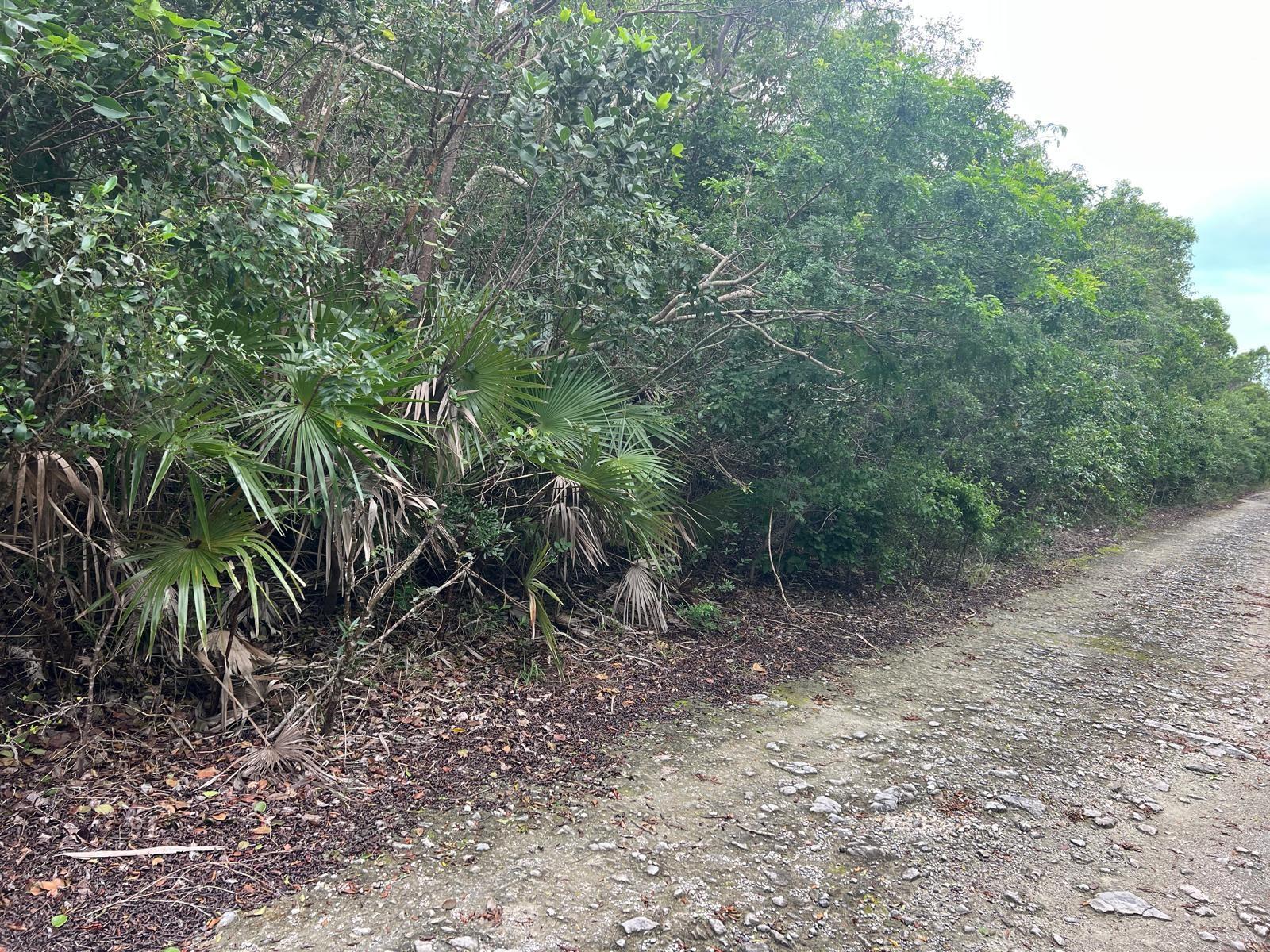 DOLPHIN ROAD — photo 3
