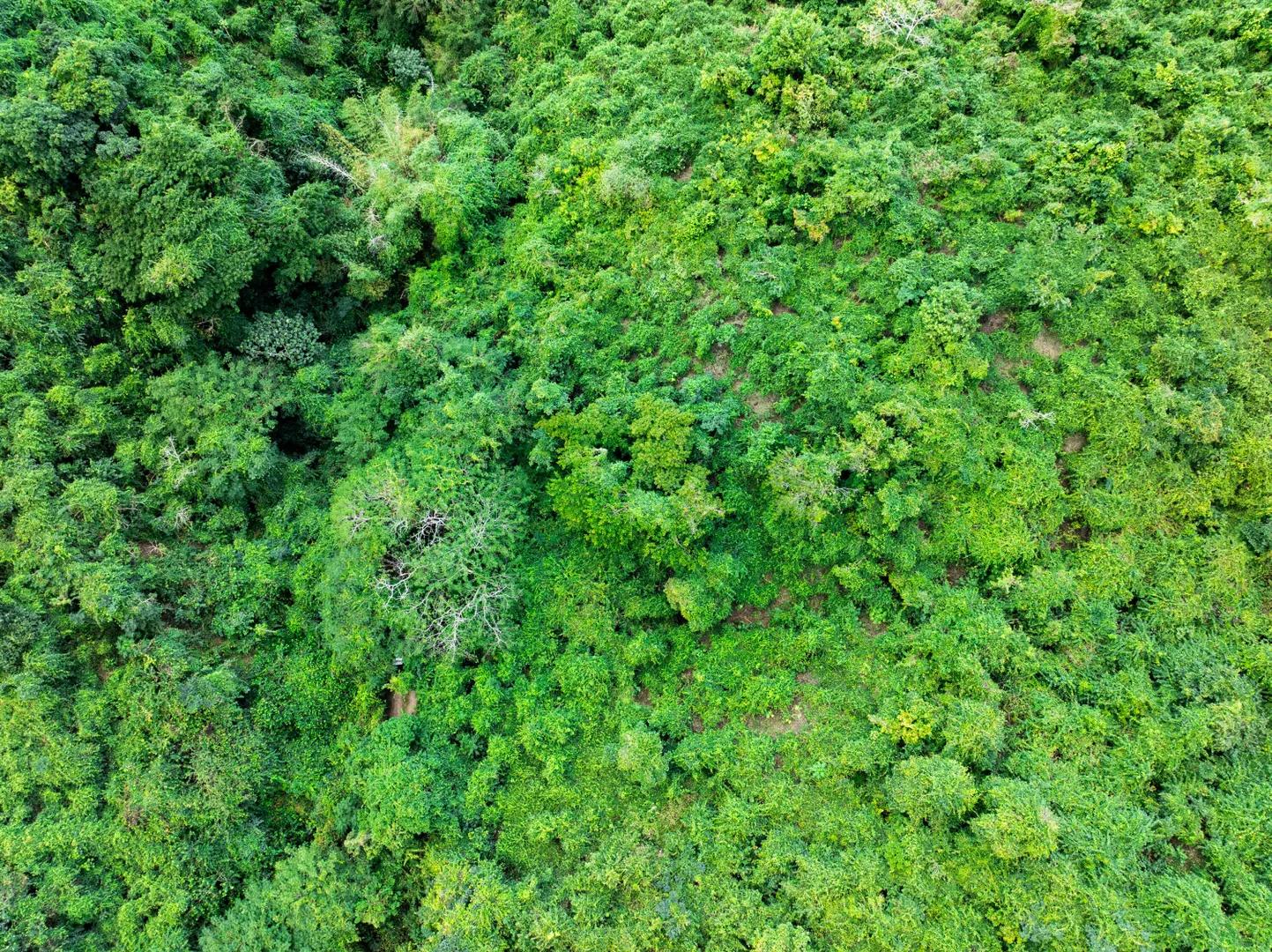 1 Acre Homesite in Spring Garden, St. Croix — photo 2
