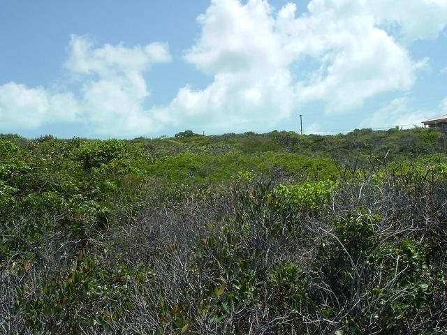 LOT# 231 STELLA MARIS — photo 5
