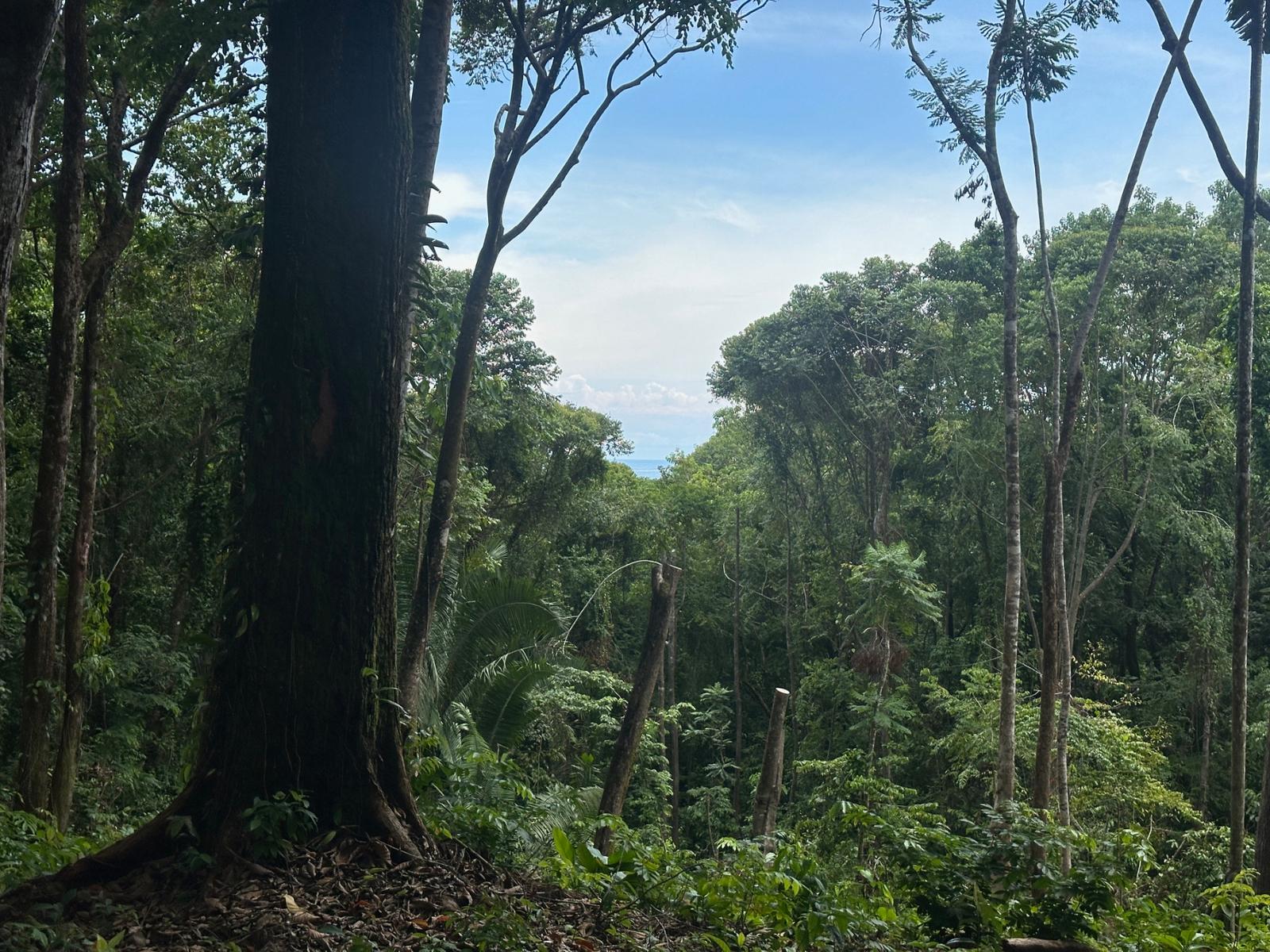 8.8 Acres of Land for Sale in Dominicalito, Puntarenas, Costa Rica — photo 3